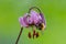 Bumblebee sitting on a pink Turks cap lily collecting pollen