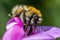 Bumblebee sitting on a vetch blossom and drinking nectar with her proboscis