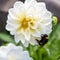 Bumblebee sitting on white dahlia in summer garden.