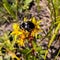 Bumblebee sitting on a yellow flower. flower Stonecrop bugle.