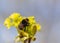 Bumblebee sitting on yellow-green flower of Norway maple