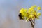 Bumblebee sitting on yellow-green flower of Norway maple