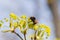 Bumblebee sitting on yellow-green flower of Norway maple