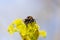 Bumblebee sitting on yellow-green flower of Norway maple