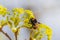 Bumblebee sitting on yellow-green flower of Norway maple