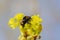 Bumblebee sitting on yellow-green flower of Norway maple