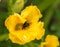 Bumblebee sitting on on yellow pumpkin flower and colecting polle.