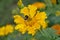 Bumblebee sitting on on yellow pumpkin flower and colecting polle