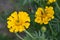 Bumblebee sitting on on yellow pumpkin flower and colecting polle