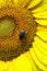 Bumblebee sitting on yellow sunflower. Close up, semi macro