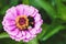 Bumblebee sleeping on pink zinnia flower, Bombus hortorum having rest