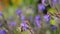 Bumblebee on small purple flower in slow motion