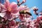 Bumblebee soaring amid spring blossoms, outdoor session images