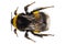 Bumblebee species Bombus terrestris