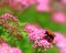 Bumblebee on Spirea japanese