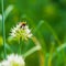 Bumblebee on Spring Onion. Red-tailed black bumblebee collecting pollen from onion flower