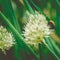 Bumblebee on Spring Onion. Red-tailed black bumblebee collecting pollen from onion flower