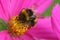 Bumblebee sucking pollen from flowers