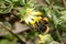 Bumblebee sucking of a yellow blossom