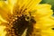 Bumblebee on sunflower