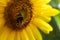 Bumblebee on the Sunflower