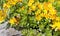 Bumblebee on sunny flowers of Sedum from the Crassula family