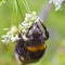 Bumblebee takes the nectar and pollen from the flowers of plants