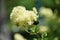 Bumblebee on Thalictrum Lucidum flower.