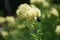 Bumblebee on Thalictrum Lucidum flower.