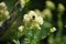 Bumblebee on Thalictrum Lucidum flower.