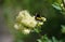 Bumblebee on Thalictrum Lucidum flower.