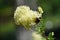 Bumblebee on Thalictrum Lucidum flower.