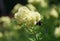 Bumblebee on Thalictrum Lucidum flower.