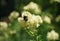 Bumblebee on Thalictrum Lucidum flower.