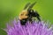 Bumblebee on Thistle