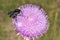 Bumblebee on Thistle Flower 02