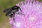 Bumblebee on Thistle Flower 04
