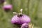 Bumblebee on Thistle Flower