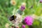 Bumblebee on thistle flower (Carduus crispus)