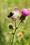 Bumblebee on thistle flower (Carduus crispus)