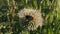 Bumblebee on Thistle flower on a Meadow. Insects make honey. Ecology theme video