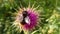 Bumblebee on thistle flower in summer