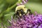 Bumblebee using proboscis to feed on nectar of a salvia flower