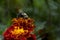 Bumblebee on a Vibrant Red Flower, Toronto