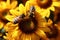 Bumblebee on vibrant sunflower, close up capturing natures pollination moment