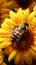 Bumblebee on vibrant sunflower, close up capturing natures pollination moment