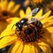 Bumblebee on vibrant sunflower, close up capturing natures pollination moment