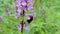 bumblebee on the violet flower closeup under wind breeze, green meadow, summer windy seasonal environment,