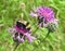 Bumblebee on violet flower, Lithuania