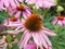 Bumblebee visiting a coneflower